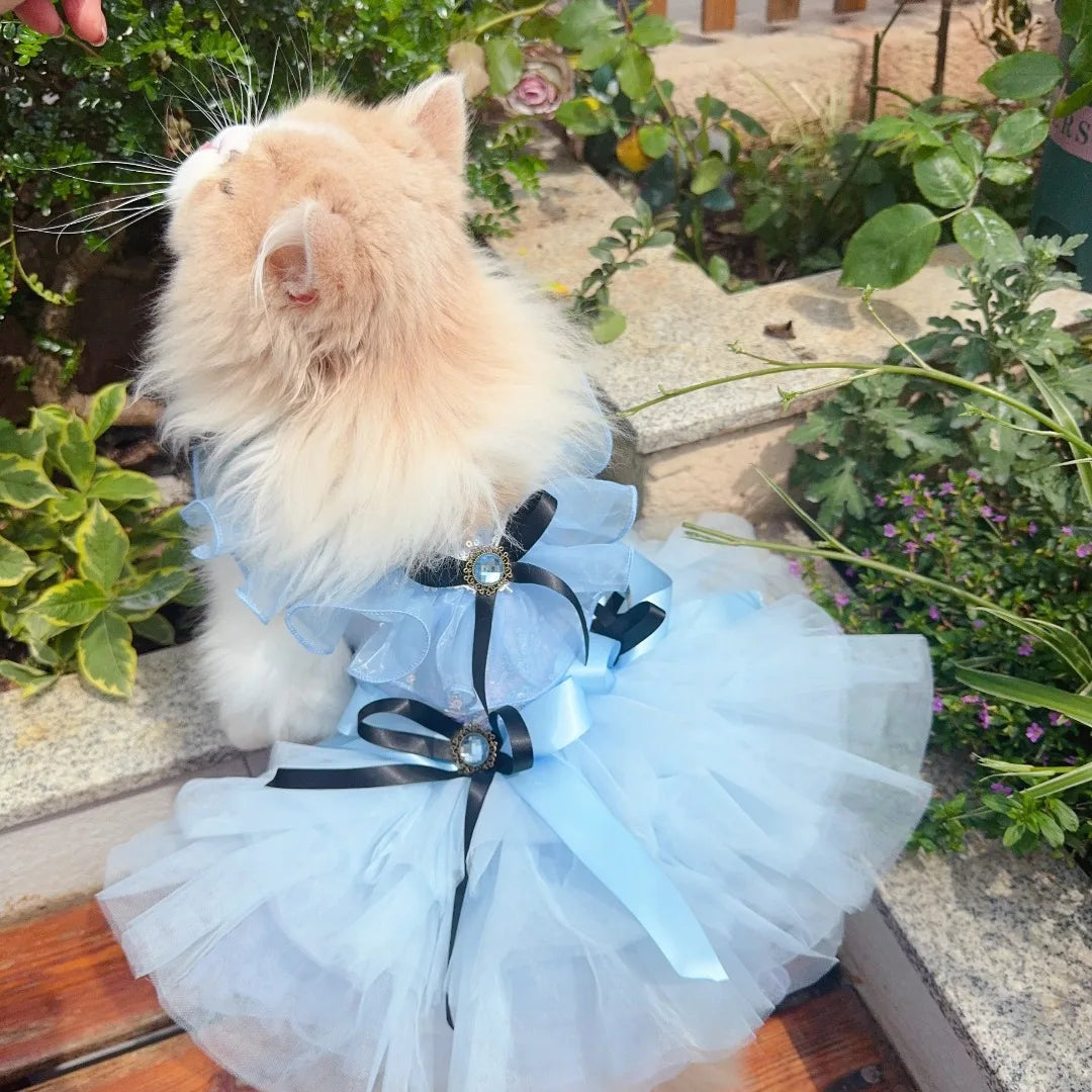 Meet Cinderella