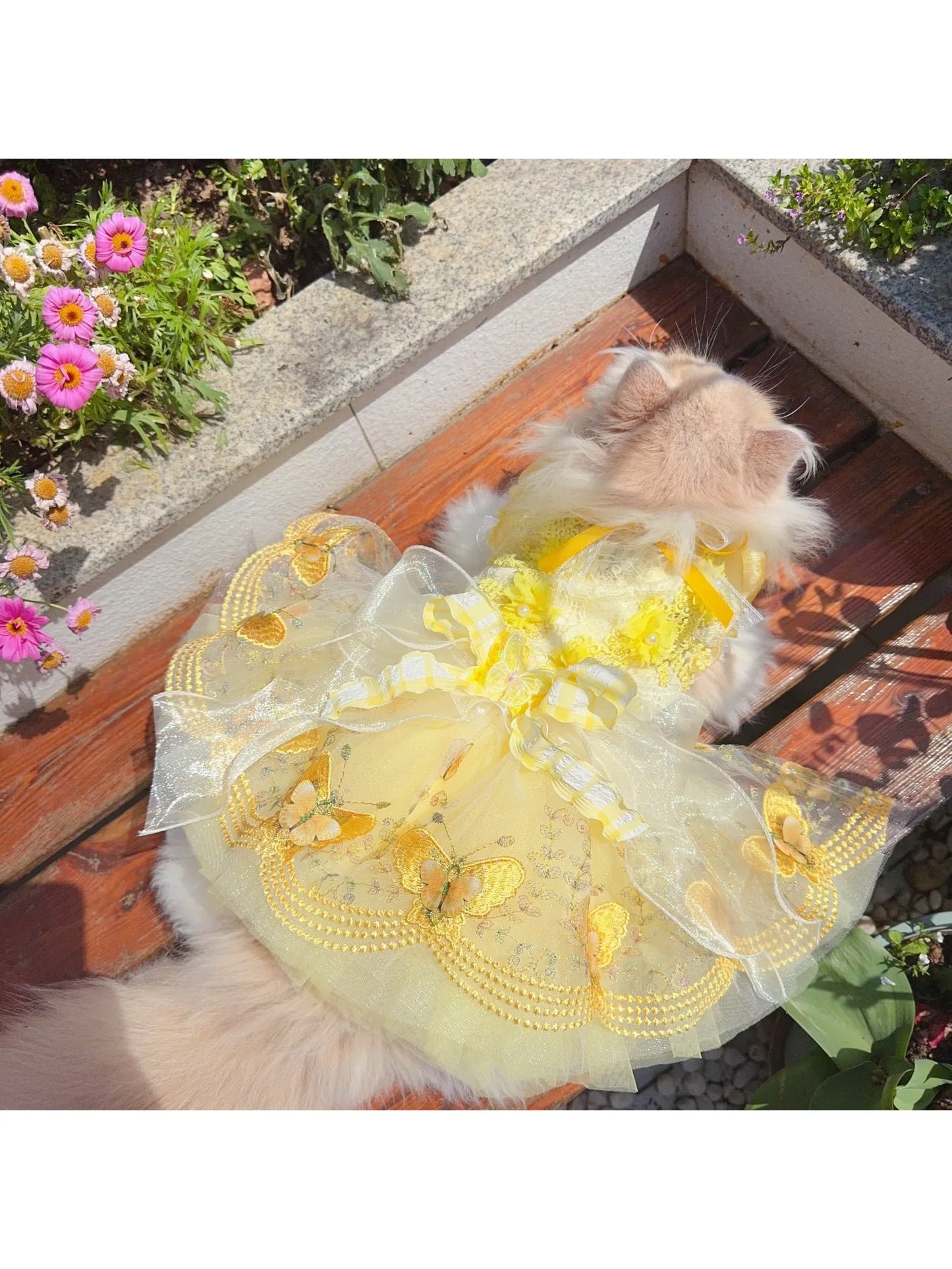 Enchanted Belle